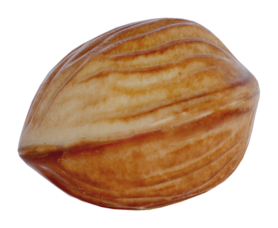 Chocolaterie Camargue praline Primo